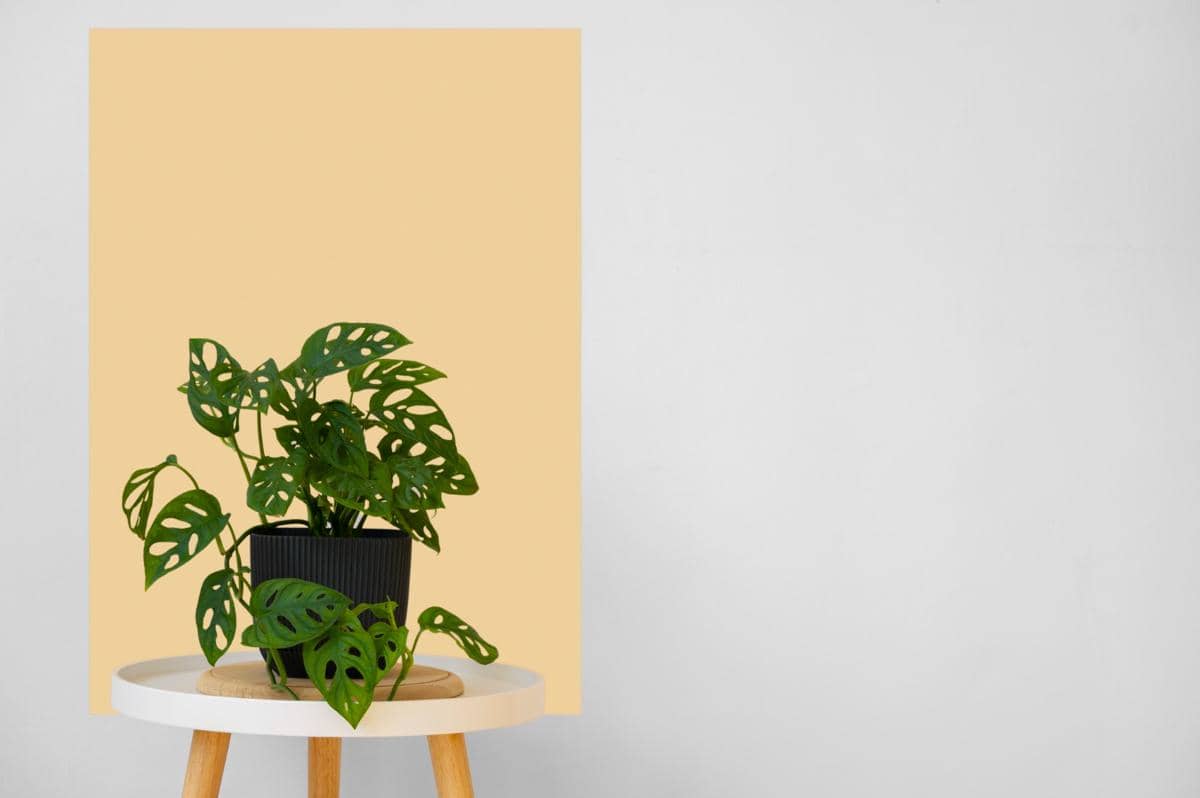 ilustrasi Monstera adansonii