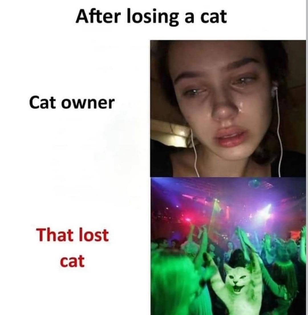 meme nasib menjadi pemilik kucing