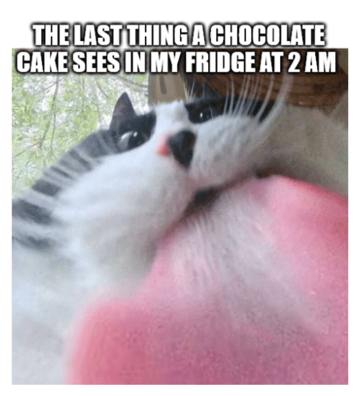 meme kucing dan kulkas