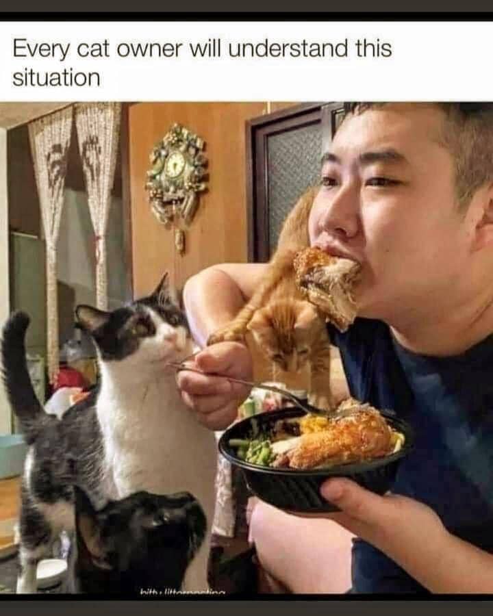 meme nasib menjadi pemilik kucing