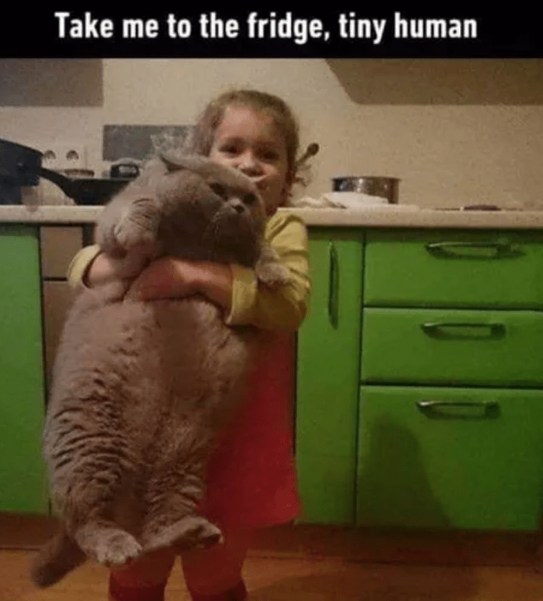 meme kucing dan kulkas