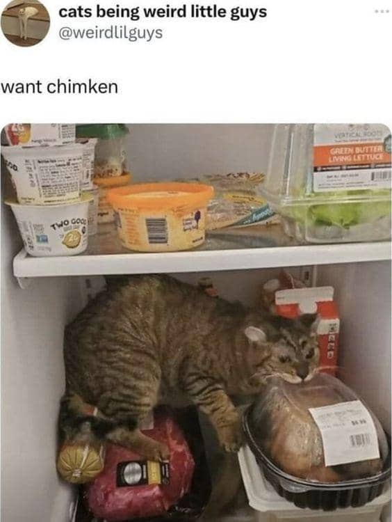 meme kucing dan kulkas