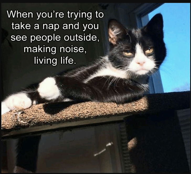 meme kucing tidur siang