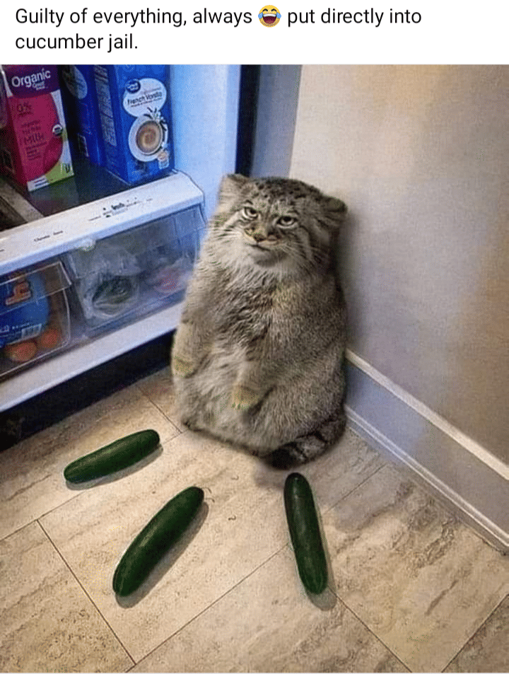 meme kucing dan kulkas