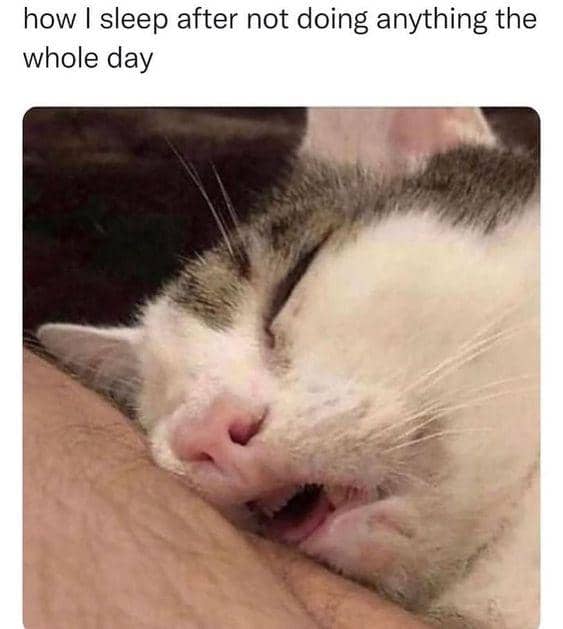 meme kucing tidur siang