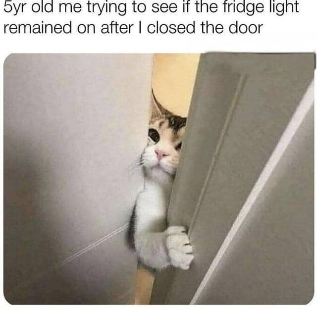 meme kucing dan kulkas