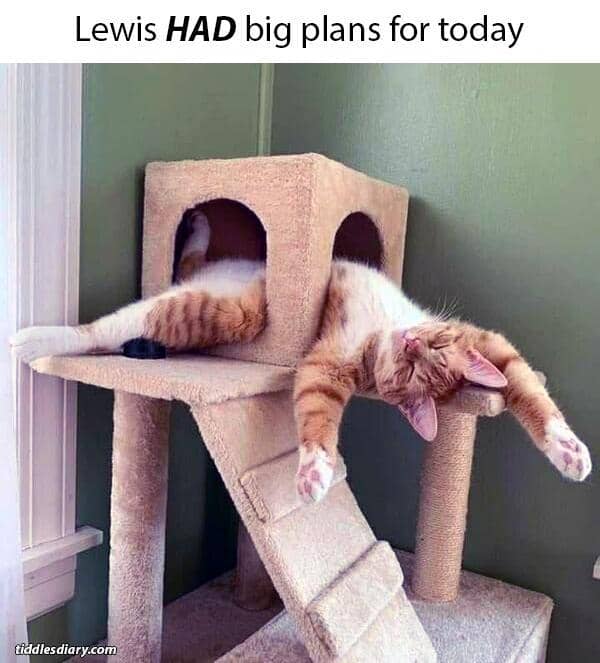 meme kucing tidur siang