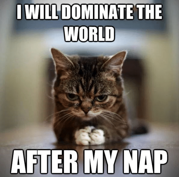 meme kucing tidur siang