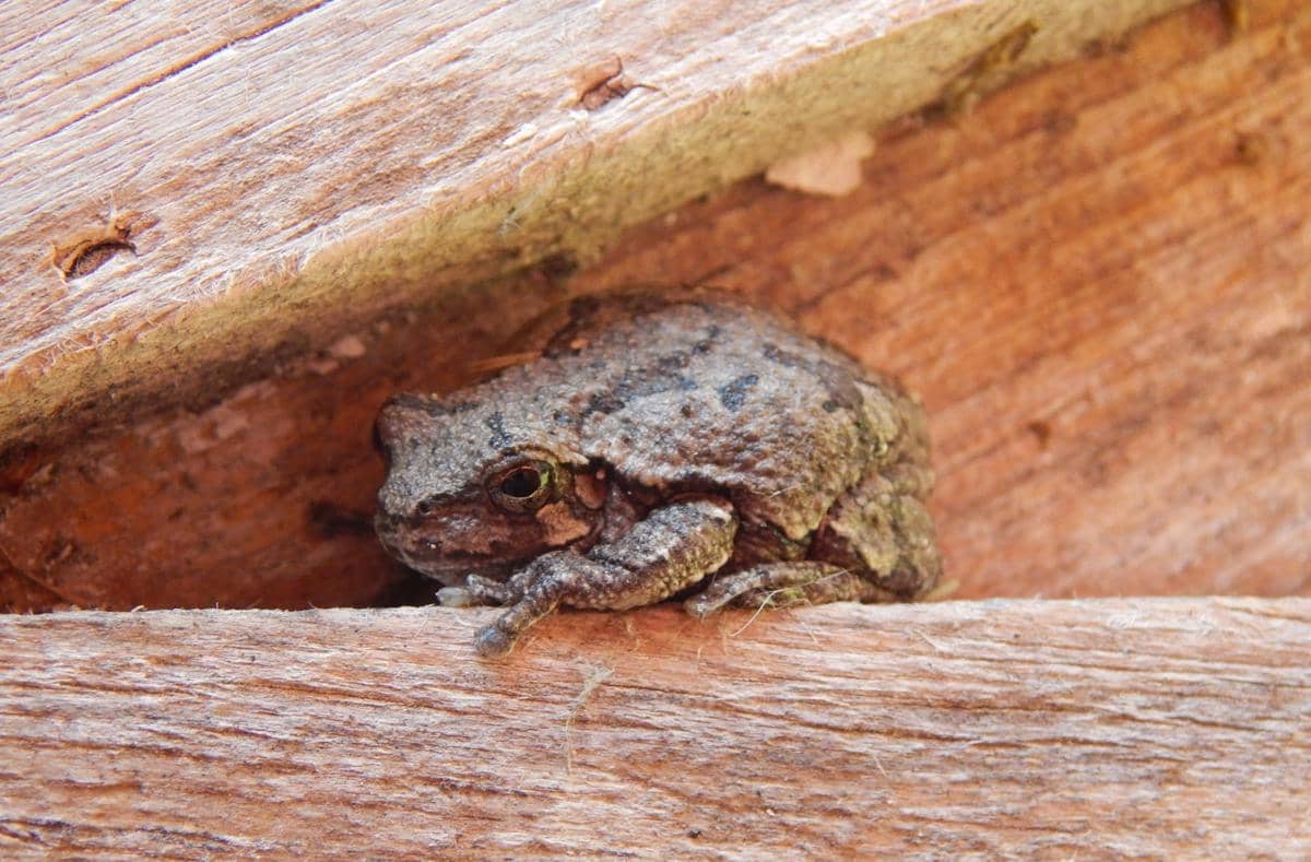 Wood frog