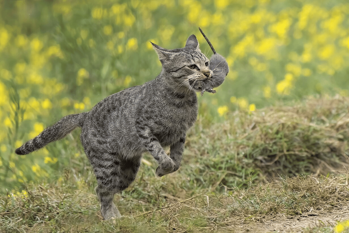 kucing berburu