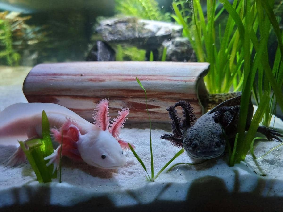 Axolotl
