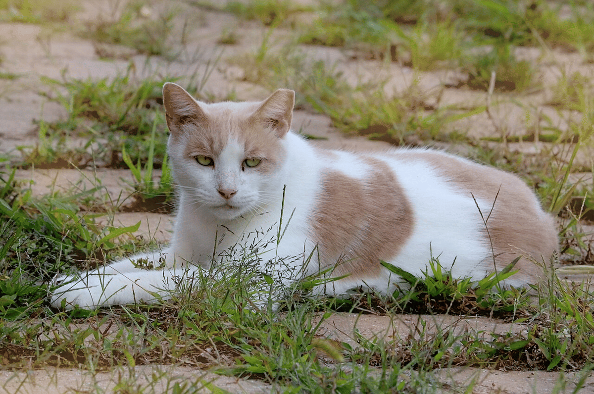 Apa yang Terjadi jika Populasi Kucing Liar Membludak?