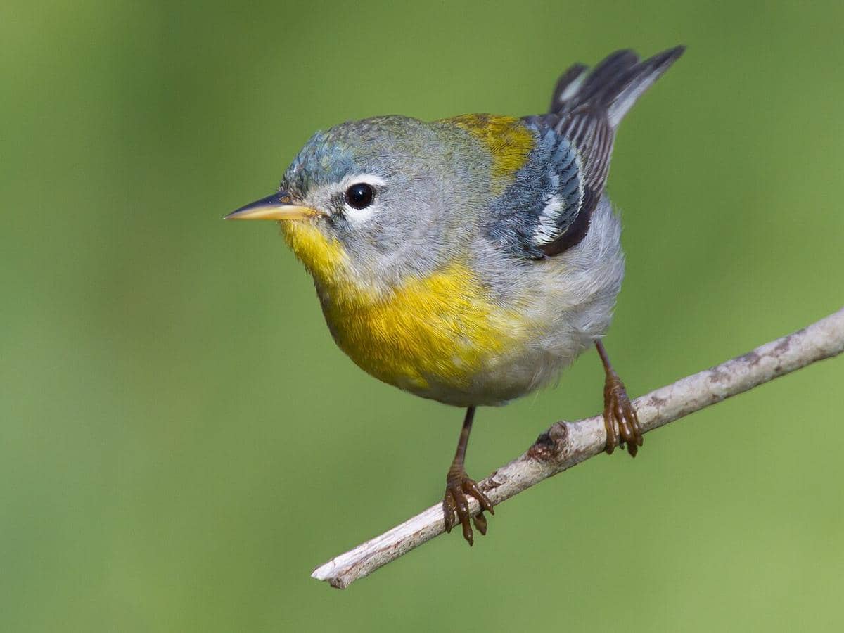potret burung northen parula (Setophaga americana), saudara burung parula tropis yang secara tampilan visual sangat mirip