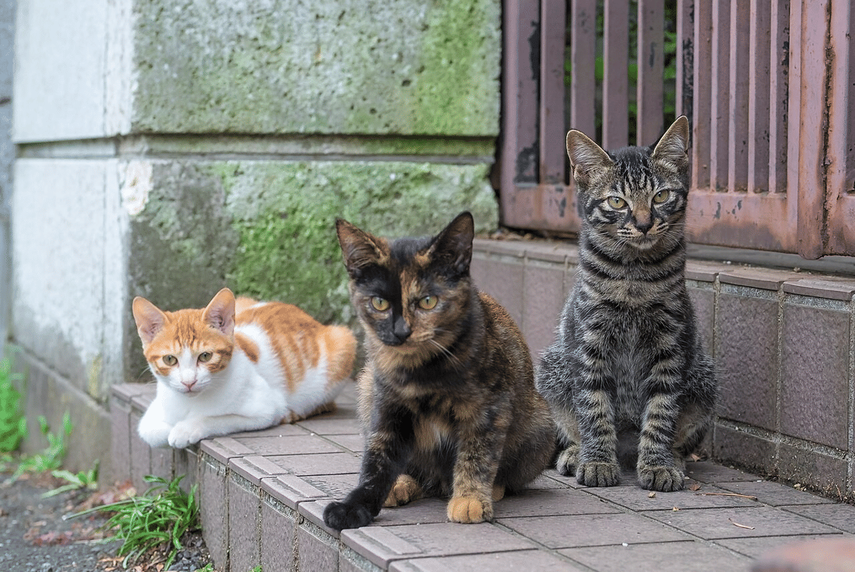 kucing