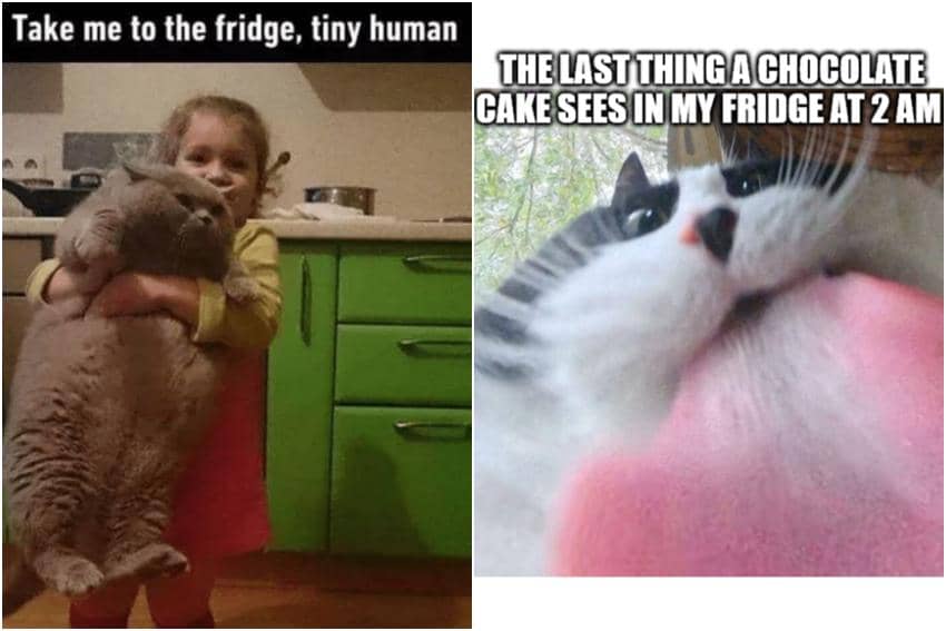 kolase meme kucing dan kulkas