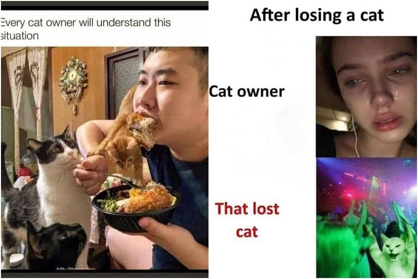 kolase meme nasib menjadi pemilik kucing