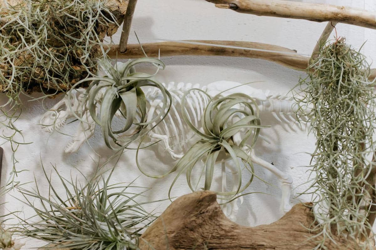 ilustrasi air plant 