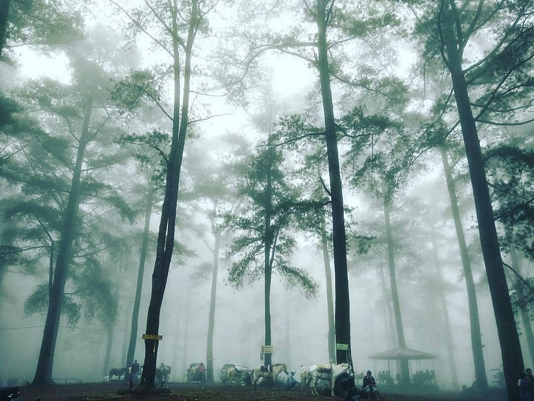 Potret Hutan Pinus Malino, Gowa