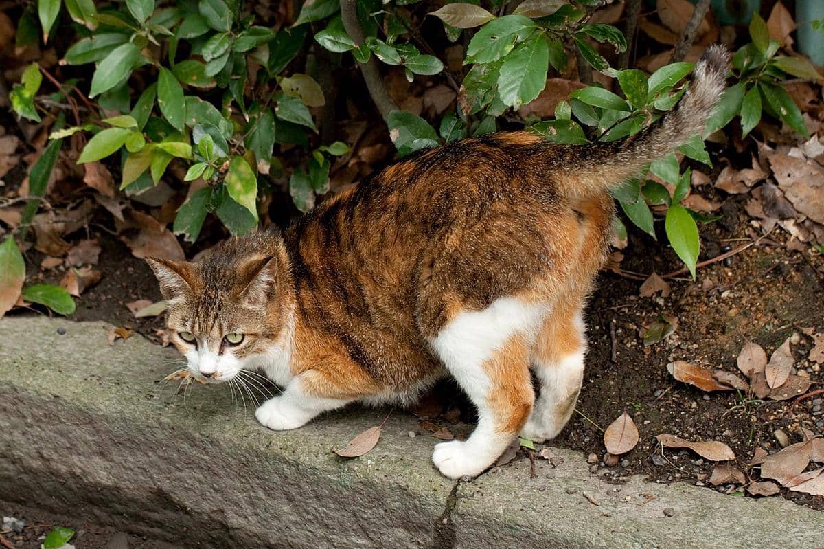 kucing