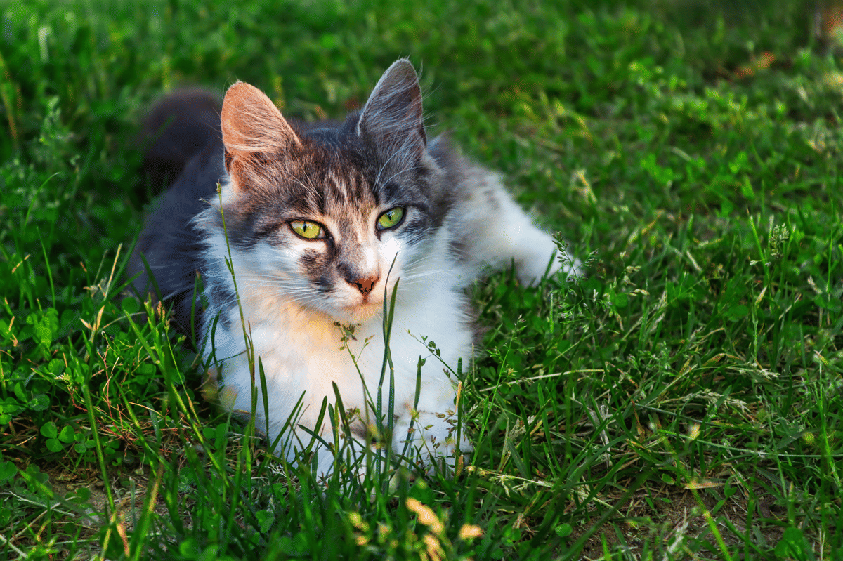 kucing