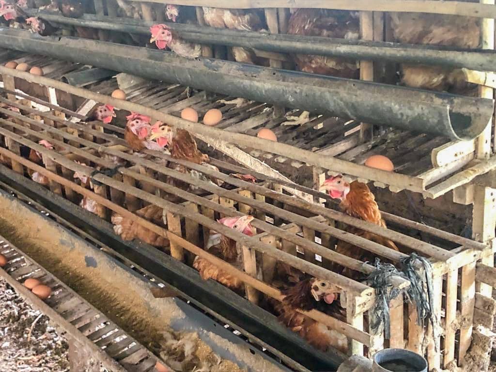 Transparansi Jadi Ujian Transisi Telur Bebas Sangkar di Asia (Dok. IDN Times)