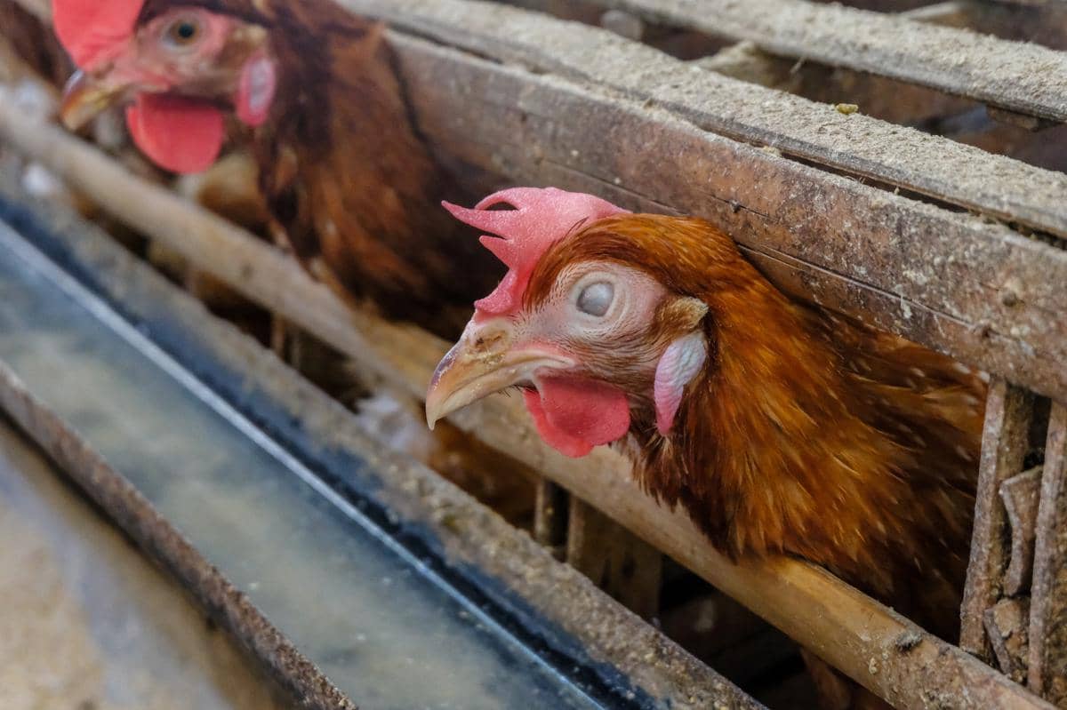 Transparansi Jadi Ujian Transisi Telur Bebas Sangkar di Asia (Dok. IDN Times)