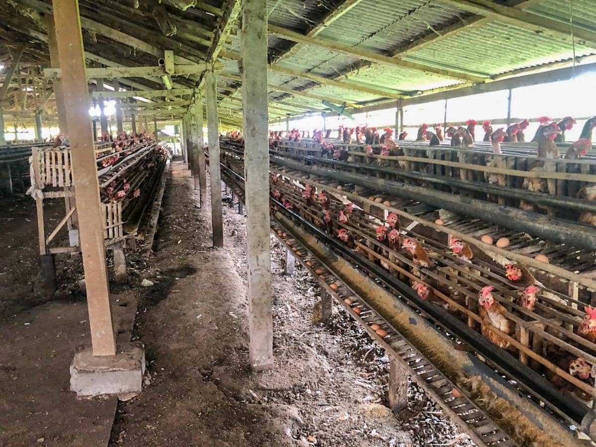 Transparansi Jadi Ujian Transisi Telur Bebas Sangkar di Asia (Dok. IDN Times)