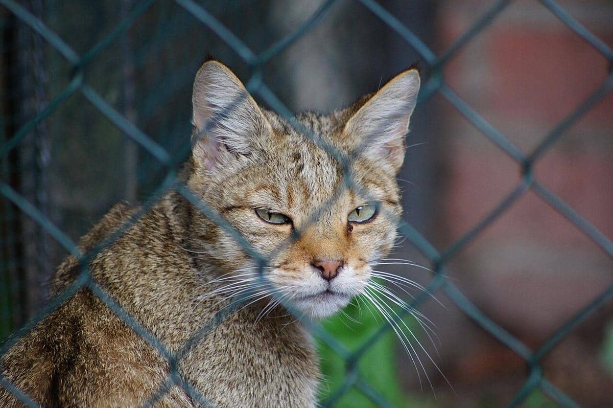 kucing