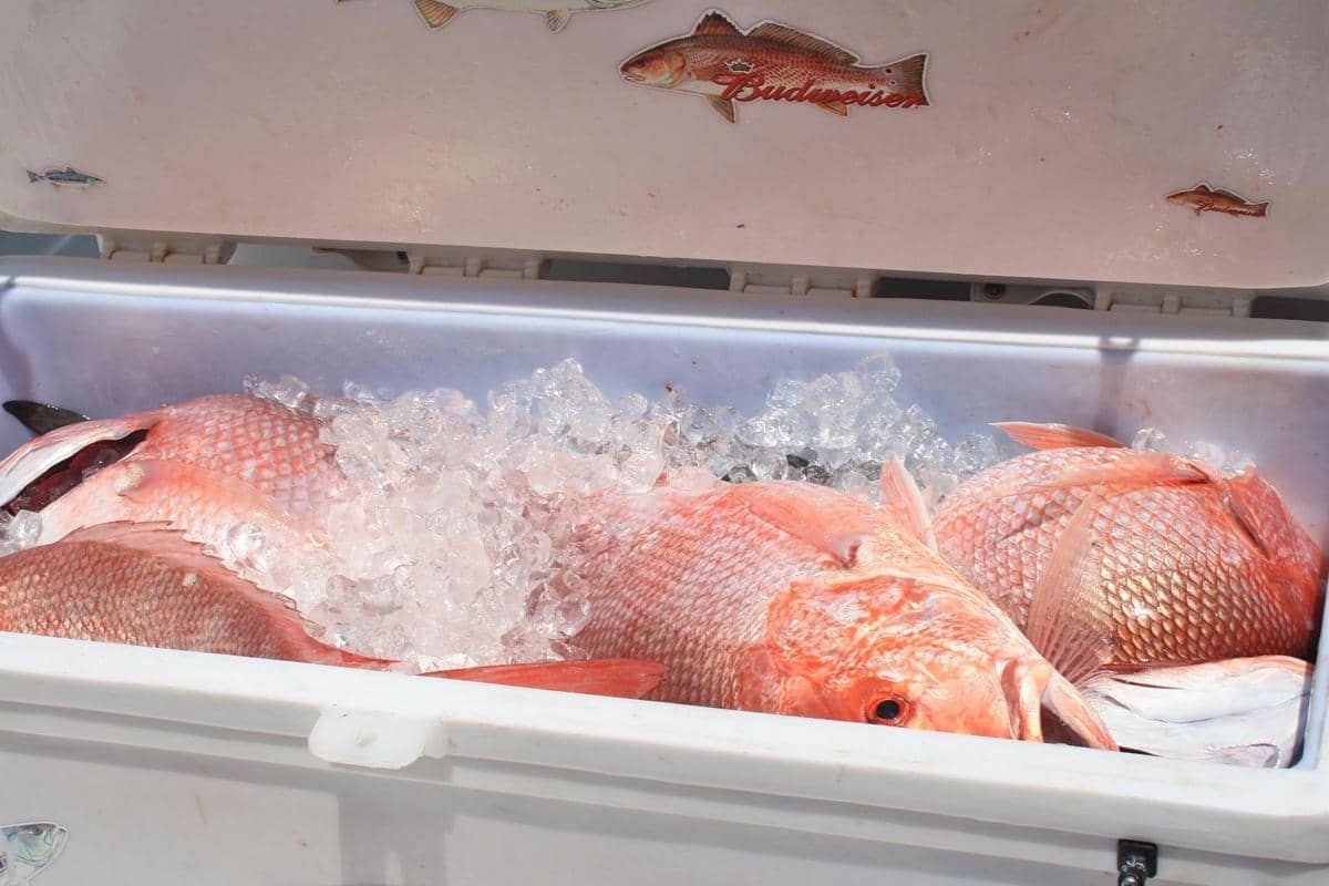 Ikan kakap merah