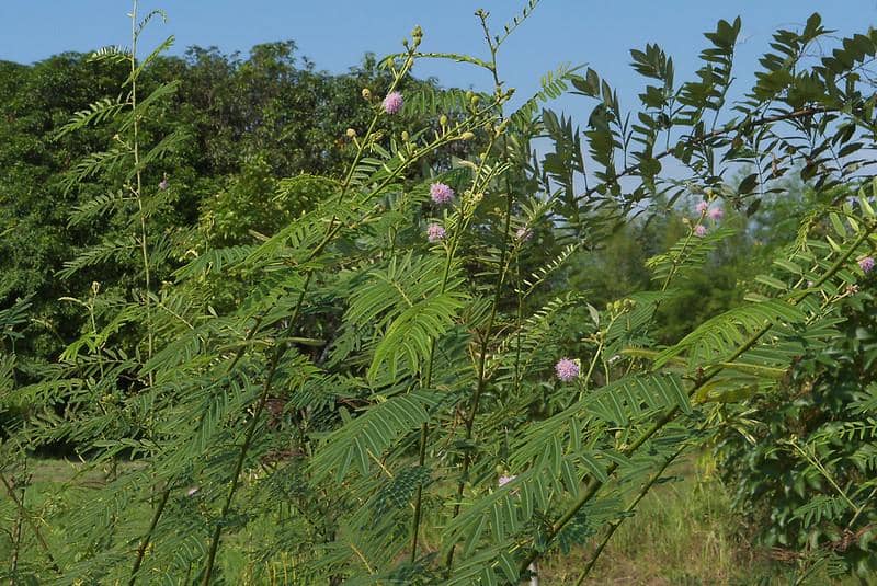 Mimosa pigra 