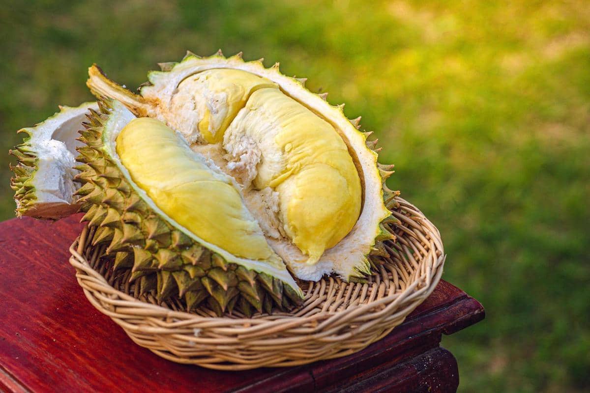 ilustrasi durian
