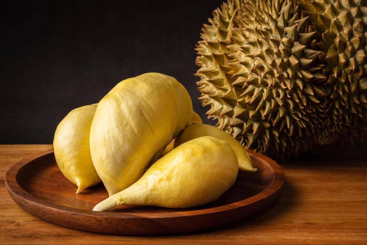 ilustrasi daging durian