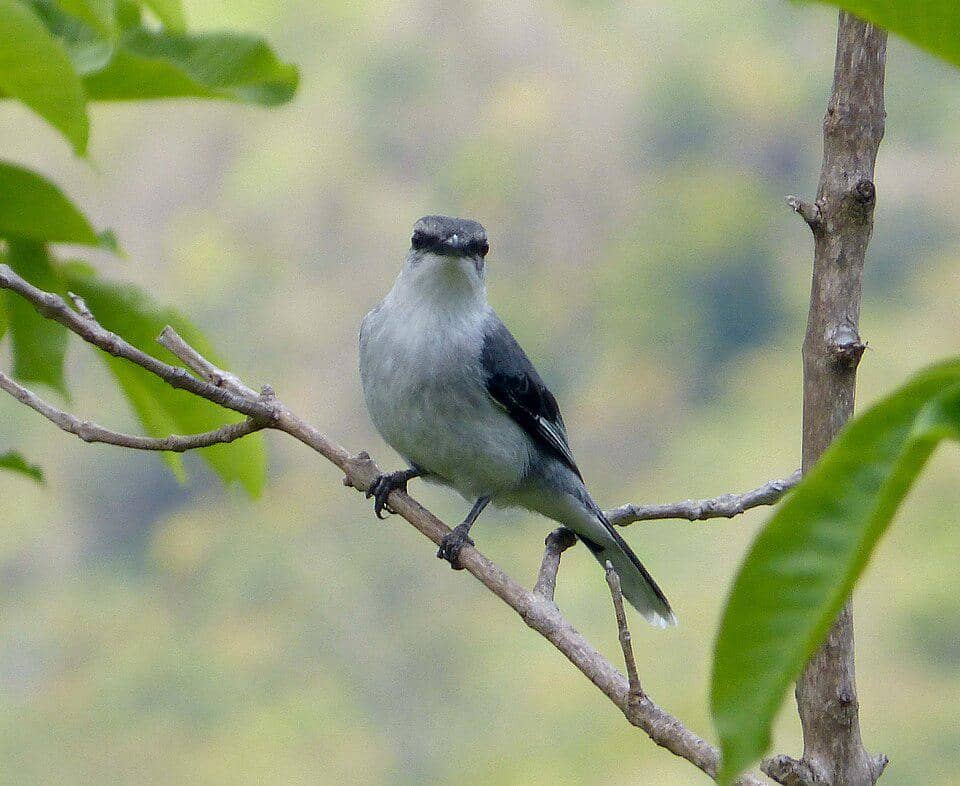 potret mauritius cuckooshrike yang menawan