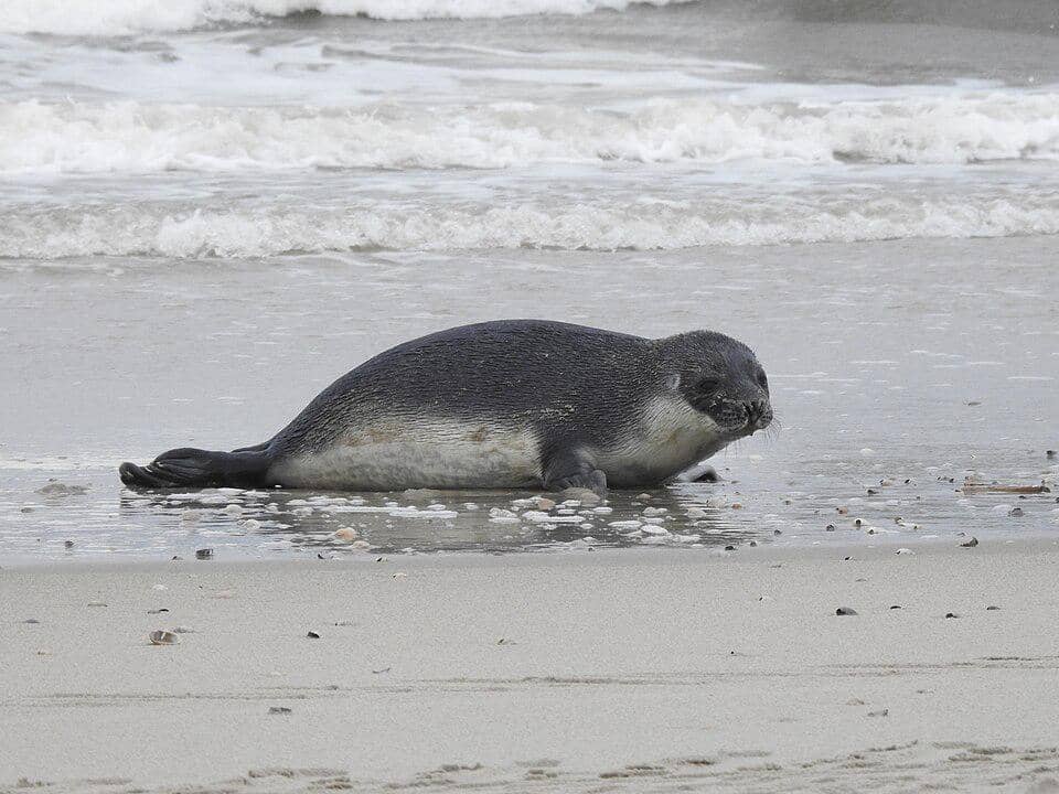 anak anjing laut bertudung yang sedang menepi ke pantai