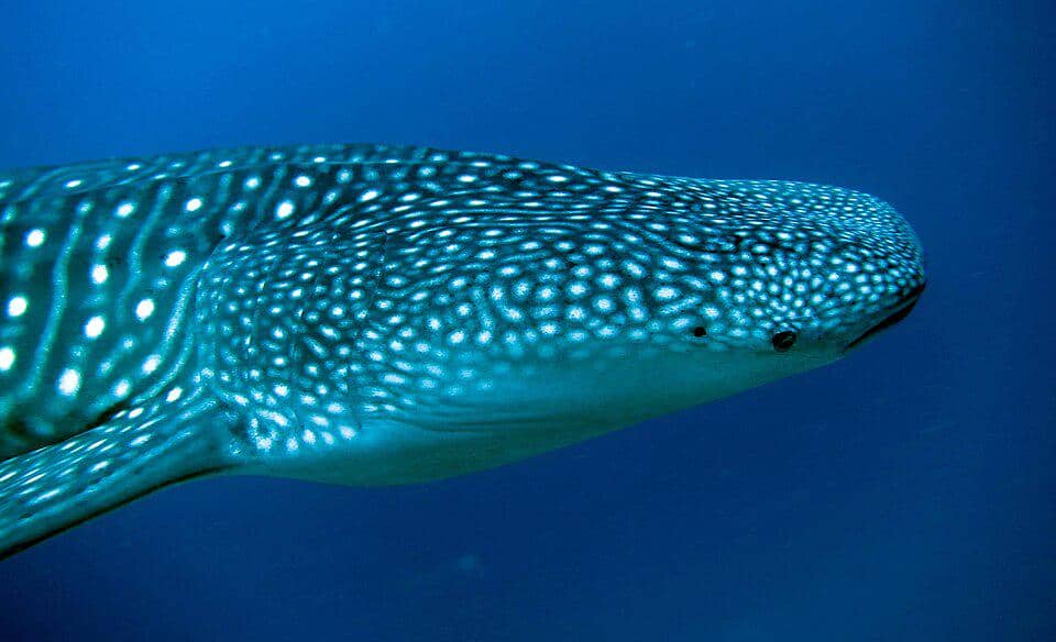 Ikan terbesar di dunia ini ternyata sangat suka berada di sekitar perairan Indonesia.