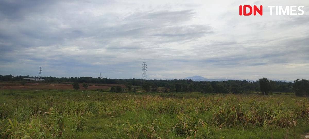 Ladang tanaman jagung di Tigaraksa terbengkalai