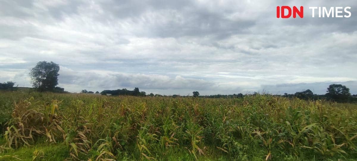 Ladang tanaman jagung di Tigaraksa terbengkalai