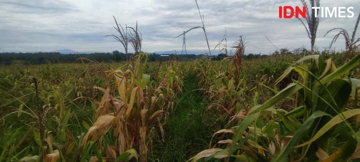 Ladang tanaman jagung di Tigaraksa terbengkalai