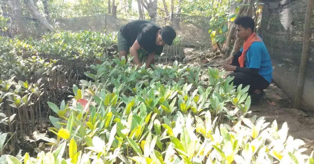 Pati Hariyos merawat bibit pohon mangrove