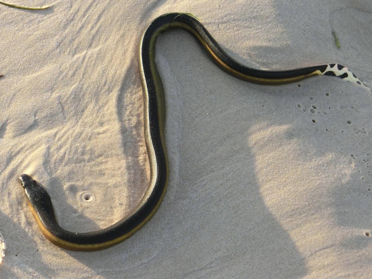 Common Sea Snake salah satu ular berbisa di Indonesia