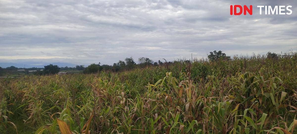 Ladang tanaman jagung di Tigaraksa terbengkalai