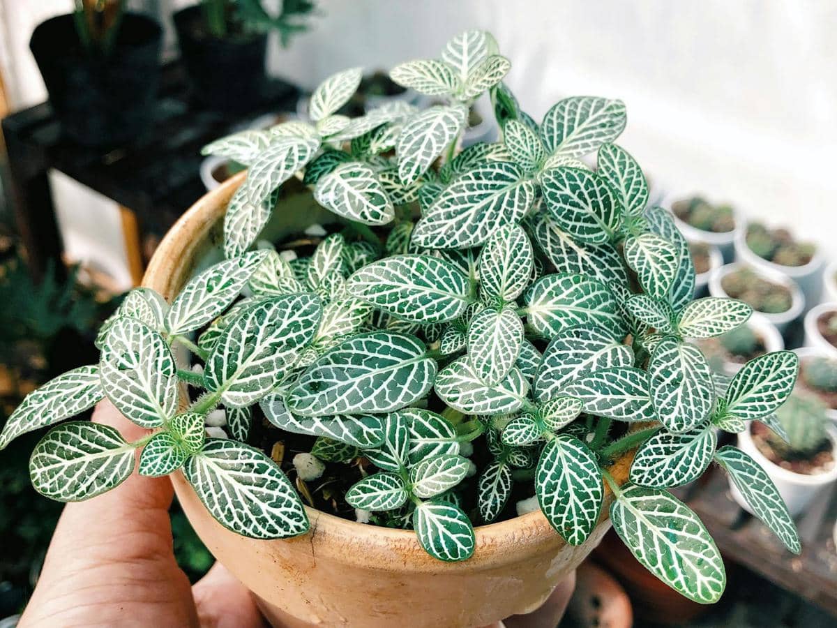 Nerve Plant (Fittonia)