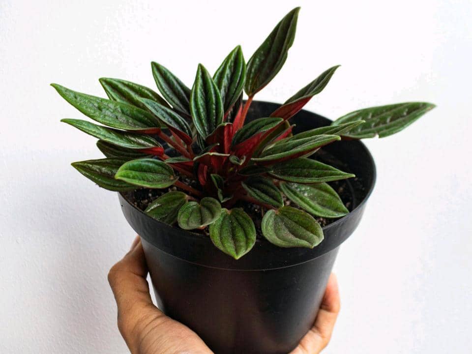 peperomia