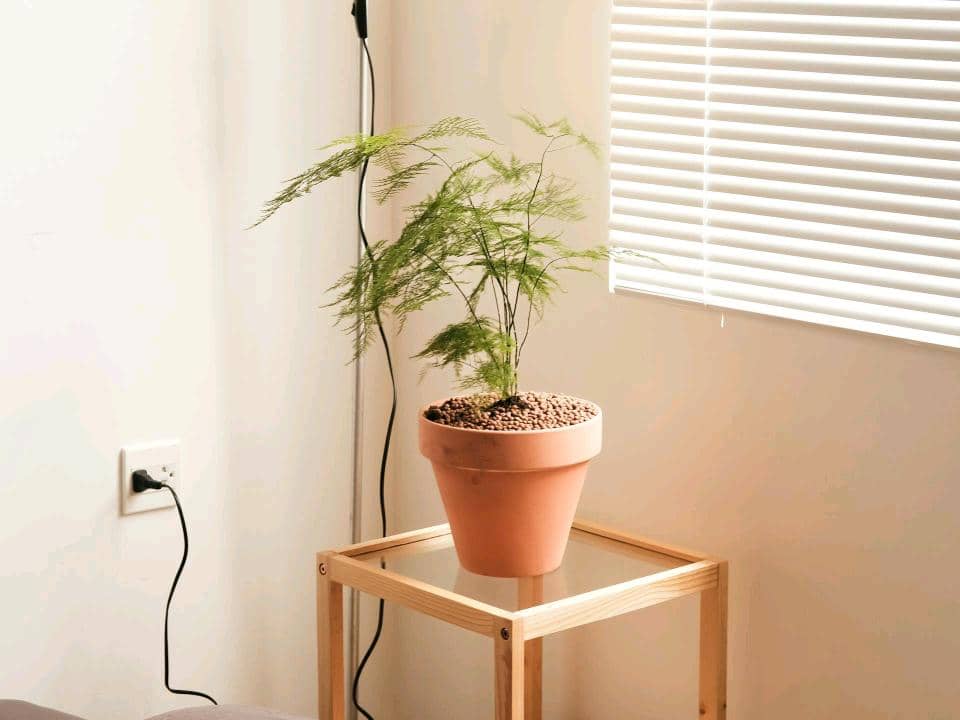 Asparagus Fern