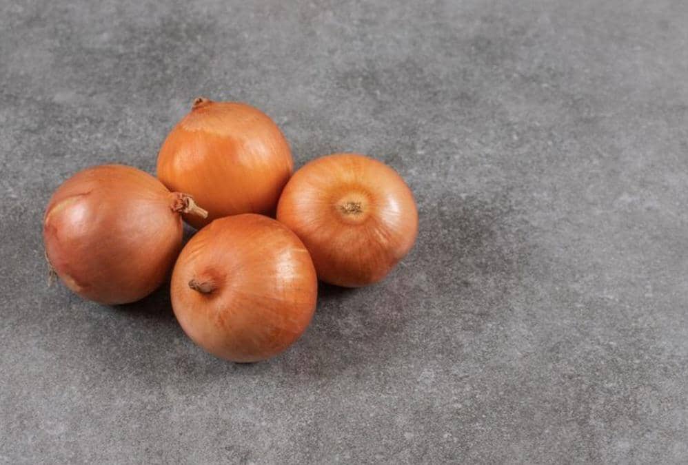 ilustrasi bawang bombay