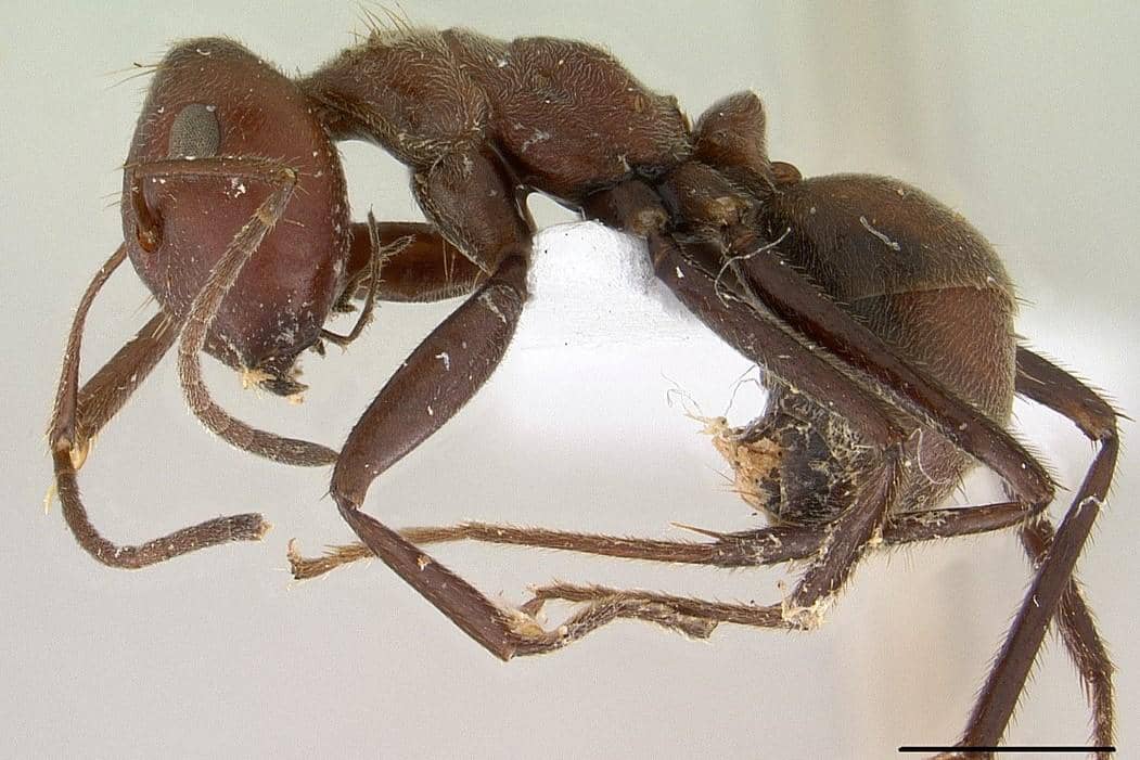 Colobopsis saundersi, semut yang bisa meledakkan diri