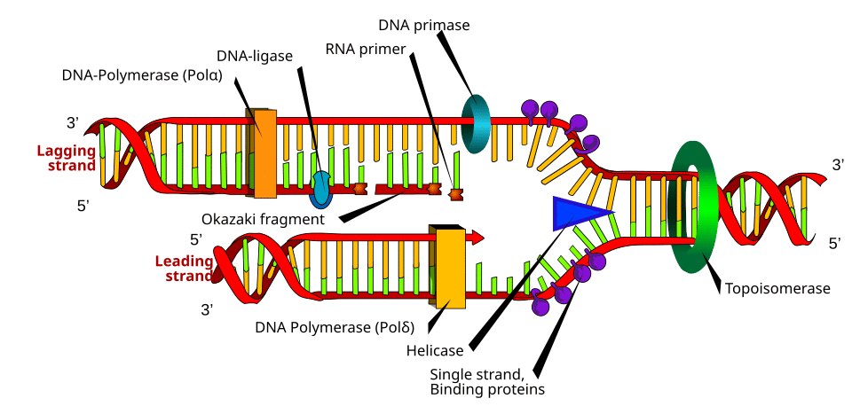 ilustrasi rantai DNA makhluk hidup