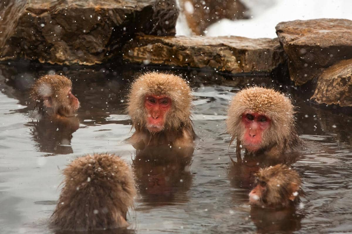 Jigokudani Monkey Park