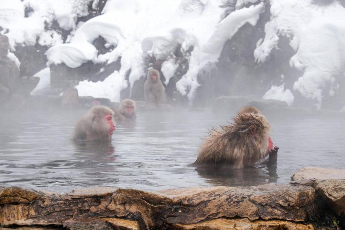 Jigokudani Monkey Park 
