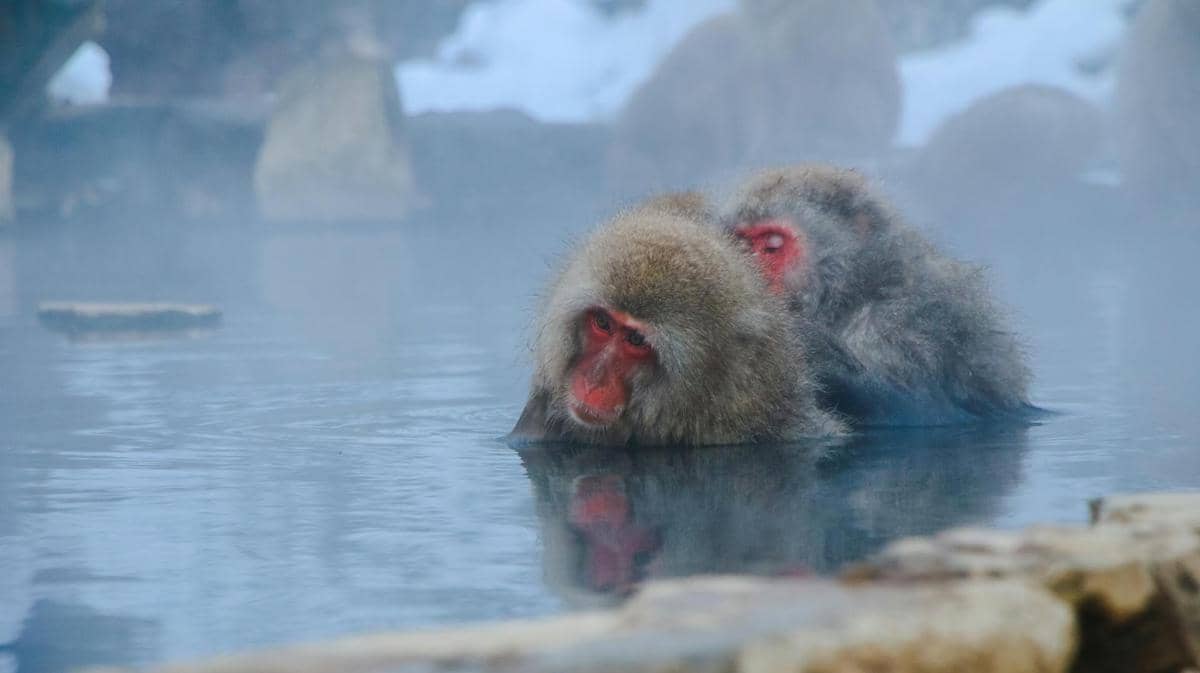 Jigokudani Monkey Park